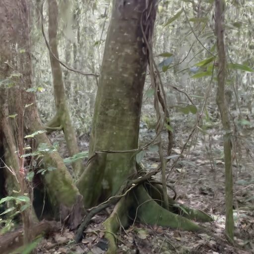 Ebony Trees